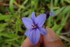 Aristea schizolaena