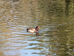 Anas platyrhynchos × Netta rufina