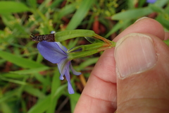 Aristea schizolaena