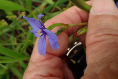 Aristea schizolaena
