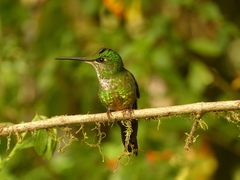 Heliodoxa imperatrix
