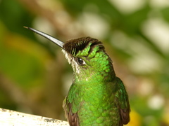 Heliodoxa imperatrix