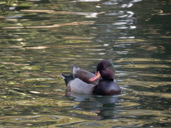 Anas platyrhynchos × Netta rufina