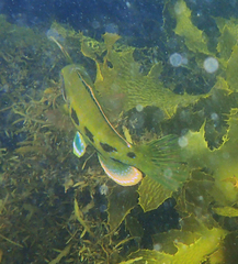 Heteroscarus acroptilus