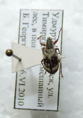 Polydrusus tereticollis