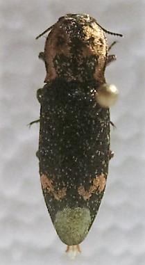 Danosoma fasciata