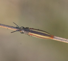 Eurispa vittata