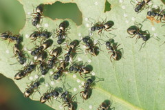 Dolichoderus scabridus