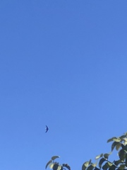 Hirundapus giganteus