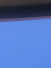 Haliaeetus leucogaster