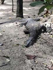 Varanus palawanensis