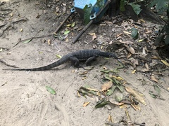 Varanus palawanensis