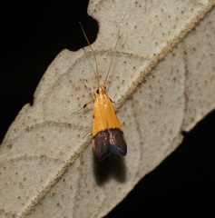 Crocanthes micradelpha