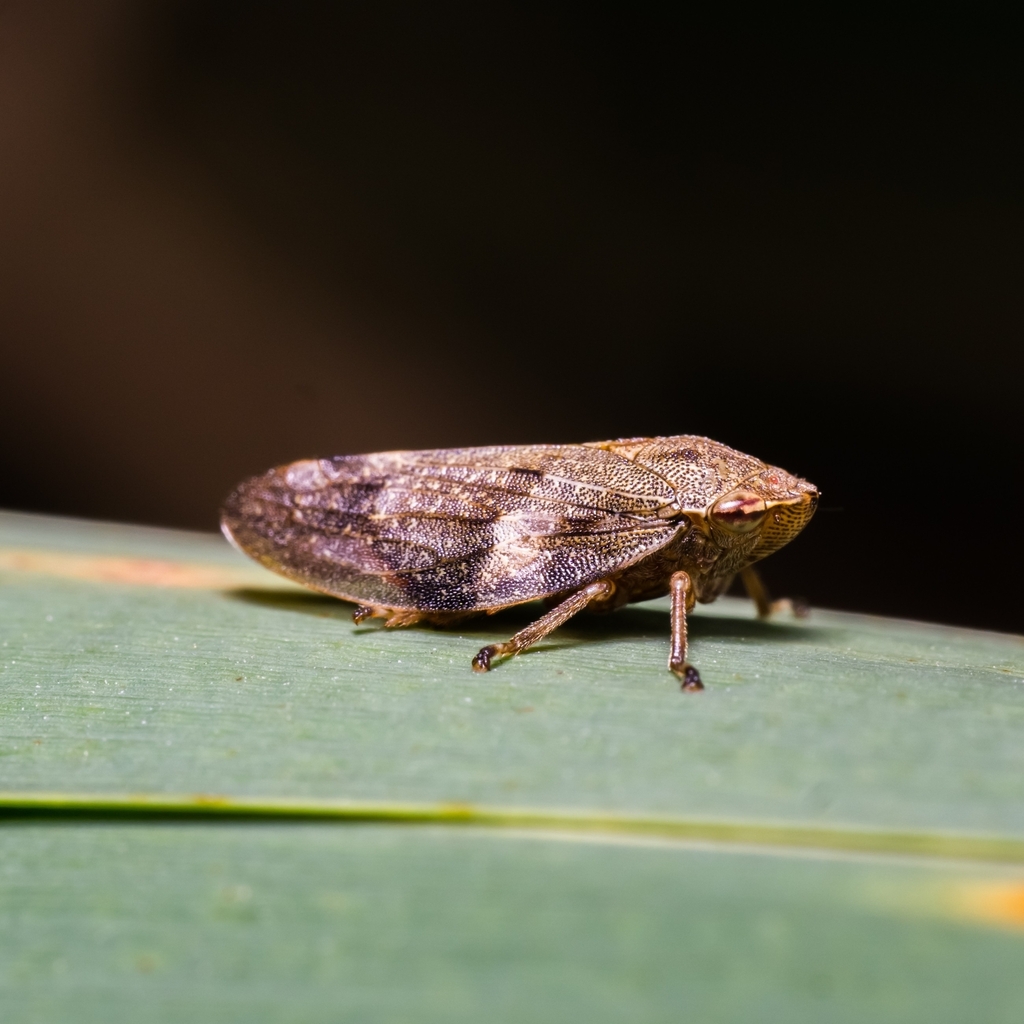 Alder Spittlebug