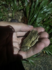 Ingerophrynus philippinicus