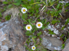 Erigeron eriocalyx