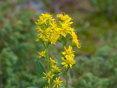 Solidago dahurica