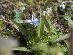 Lomatogonium rotatum