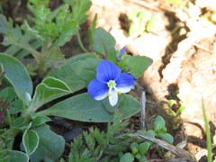 Veronica syriaca
