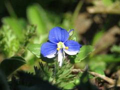 Veronica syriaca