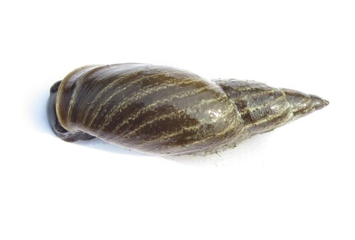 Flat-whorled Pond Snail