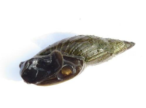 Flat-whorled Pond Snail