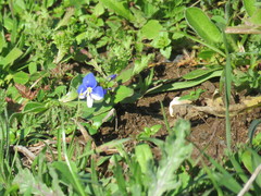 Veronica syriaca