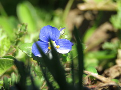 Veronica syriaca