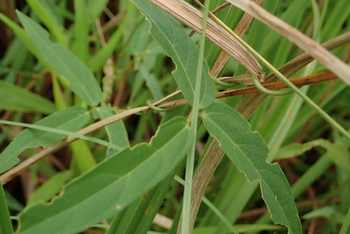 Wild Cow Pea