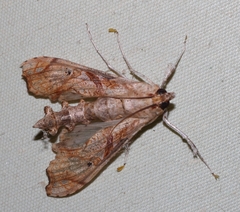 Terastia africana