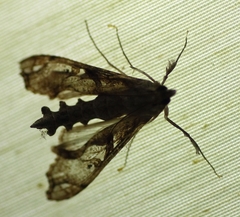 Terastia africana