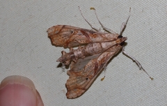 Terastia africana