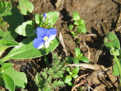 Veronica syriaca