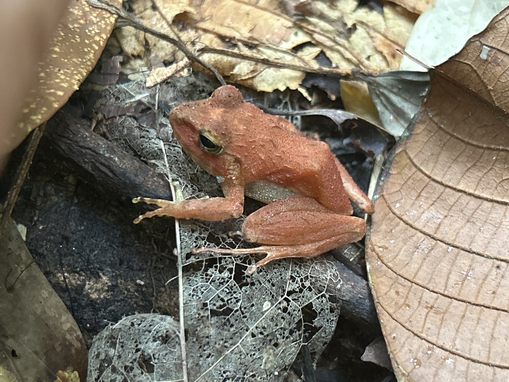 Platymantis from Pagudpud, PHIN, PH on April 14, 2023 at 0331 PM by