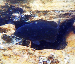 Girella elevata