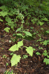 Lactuca raddeana