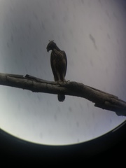 Nisaetus philippensis