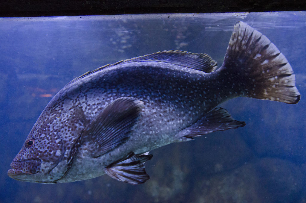 Marbled Grouper