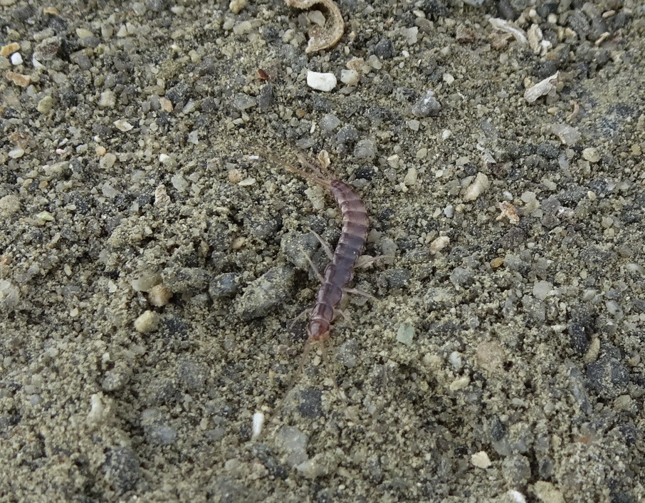 arthropods