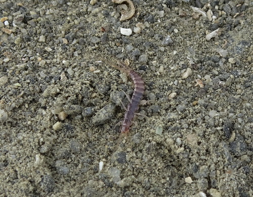 arthropods
