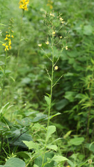 Lactuca raddeana