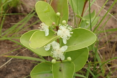 Eugenia albanensis