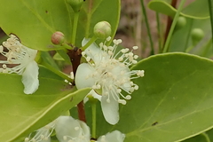 Eugenia albanensis