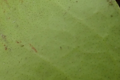 Eugenia albanensis