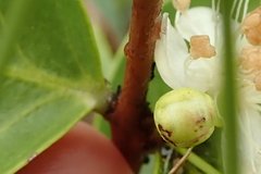 Eugenia albanensis