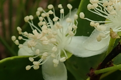 Eugenia albanensis
