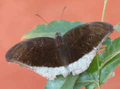 Tanaecia lepidea