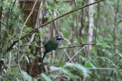 Momotus subrufescens