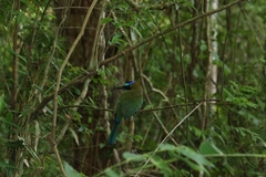 Momotus subrufescens