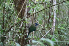 Momotus subrufescens